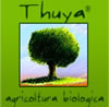 Thuya